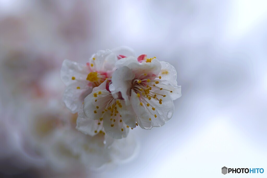 雨中の豊後梅