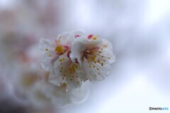 雨中の豊後梅