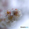 雨中の豊後梅