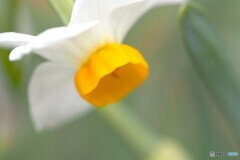 すいせん