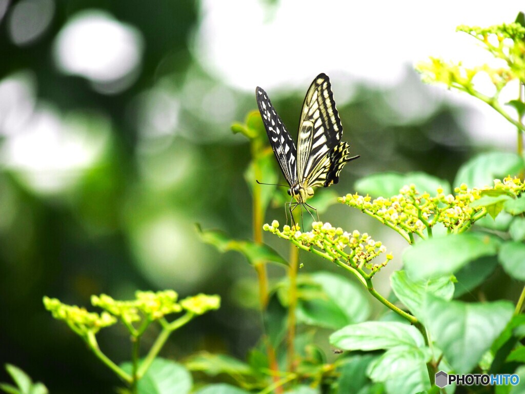 蝶の視線