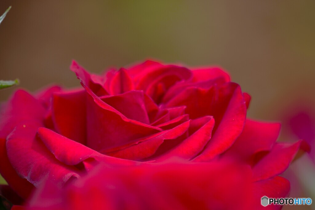 春薔薇の旧古河庭園～xvi