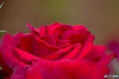 春薔薇の旧古河庭園～xvi