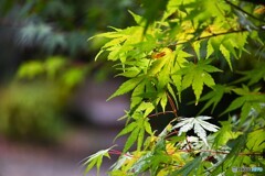 夏のモミジ
