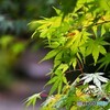 夏のモミジ