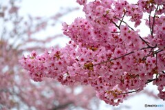 汐入陽光～ⅱ