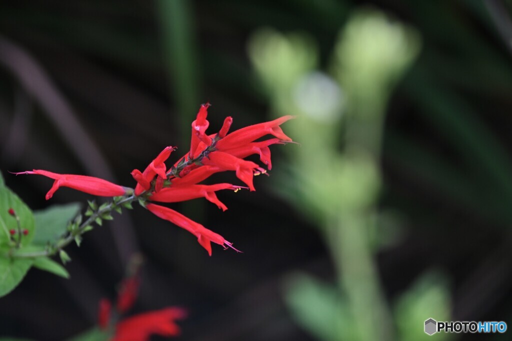 パイナップル・セージ