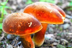 赤城自然園～⑳