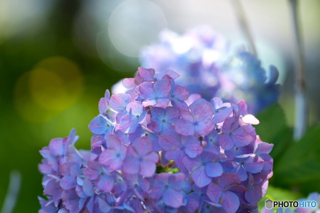 時節の華