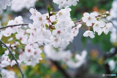 汐入染井吉野