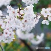 汐入染井吉野