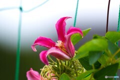 夏が来ても咲く。