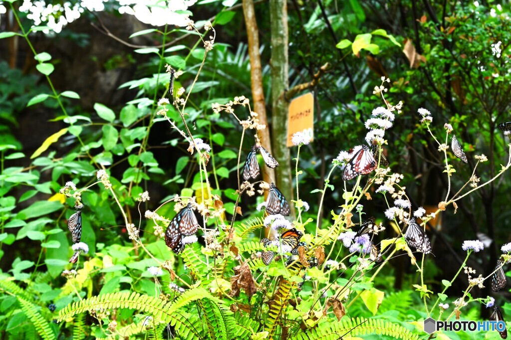 春の生物園～ⅷ