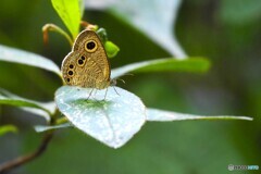 蝶の里公園～ⅸ