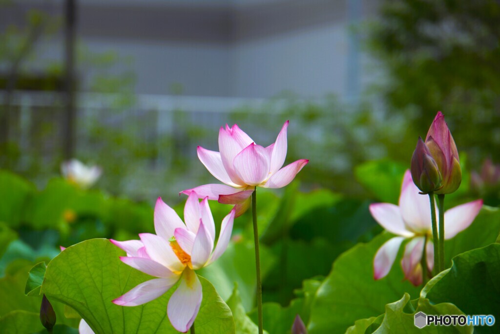 堀之内公園の大賀蓮