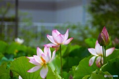 堀之内公園の大賀蓮