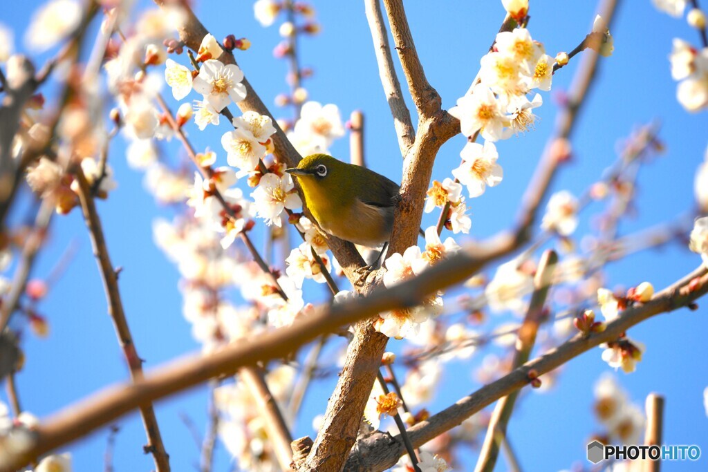 満開にウメジロー