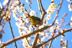 満開にウメジロー