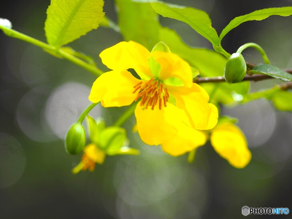 ミッキーマウスの樹の花