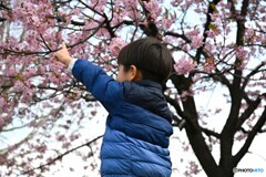 ママ、メジロだよ～