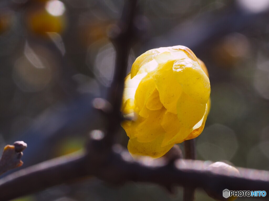 冬の華