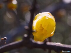 冬の華
