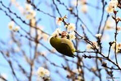冬晴れの蜜吸い～ⅱ