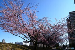 汐入大寒桜～ⅵ