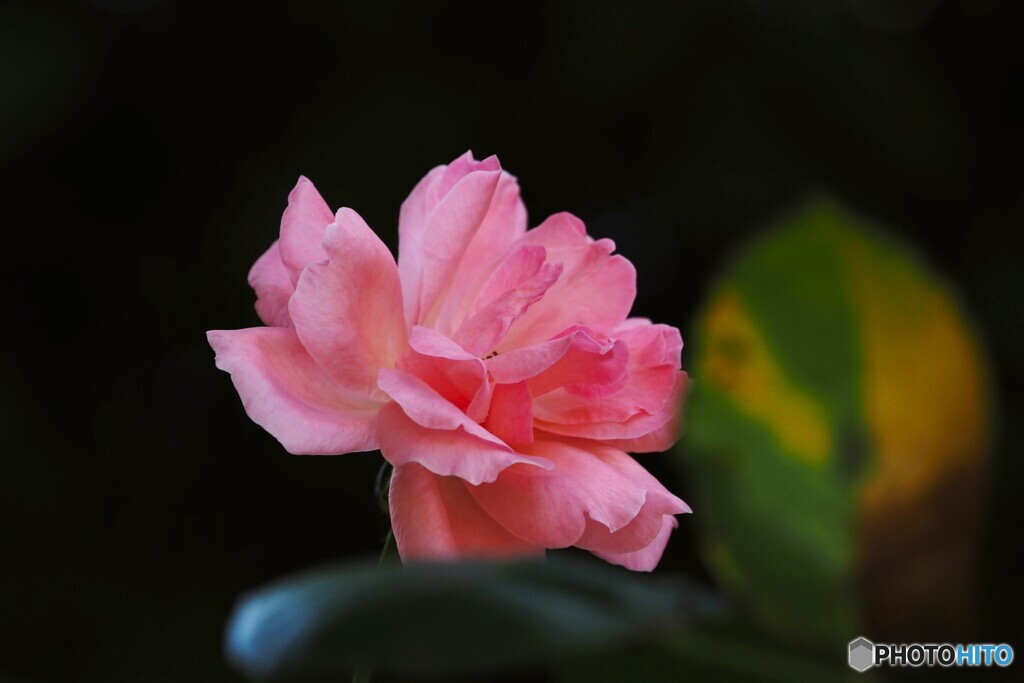 公園の秋薔薇