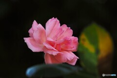 公園の秋薔薇