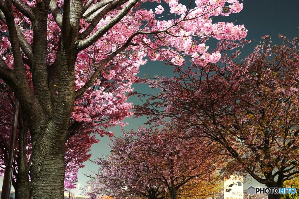 汐入夜桜～ⅲ