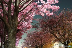 汐入夜桜～ⅲ