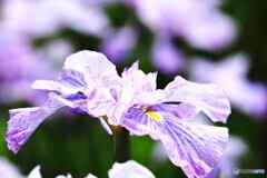 堀切菖蒲園２０２５～xiv