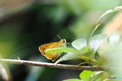 キマダラセセリチョウ