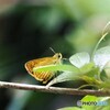 キマダラセセリチョウ