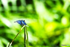 夏休み中の生物園～ⅳ