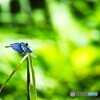 夏休み中の生物園～ⅳ
