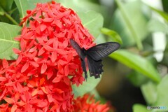 夏の生物園～⑳