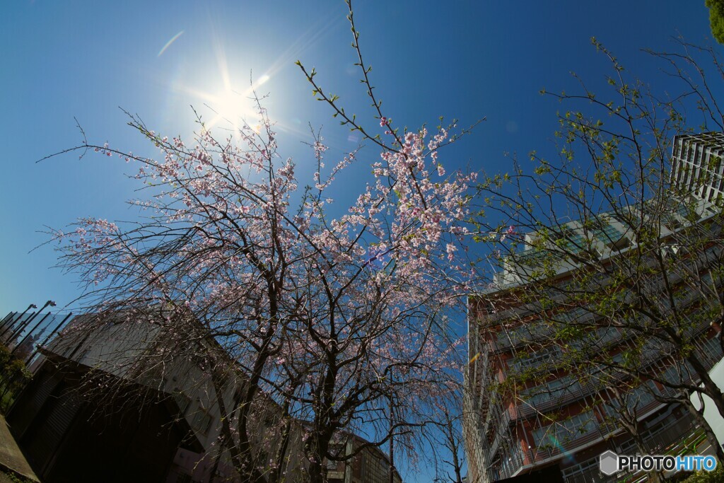 卯月の桜～xiii