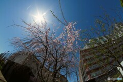 卯月の桜～xiii