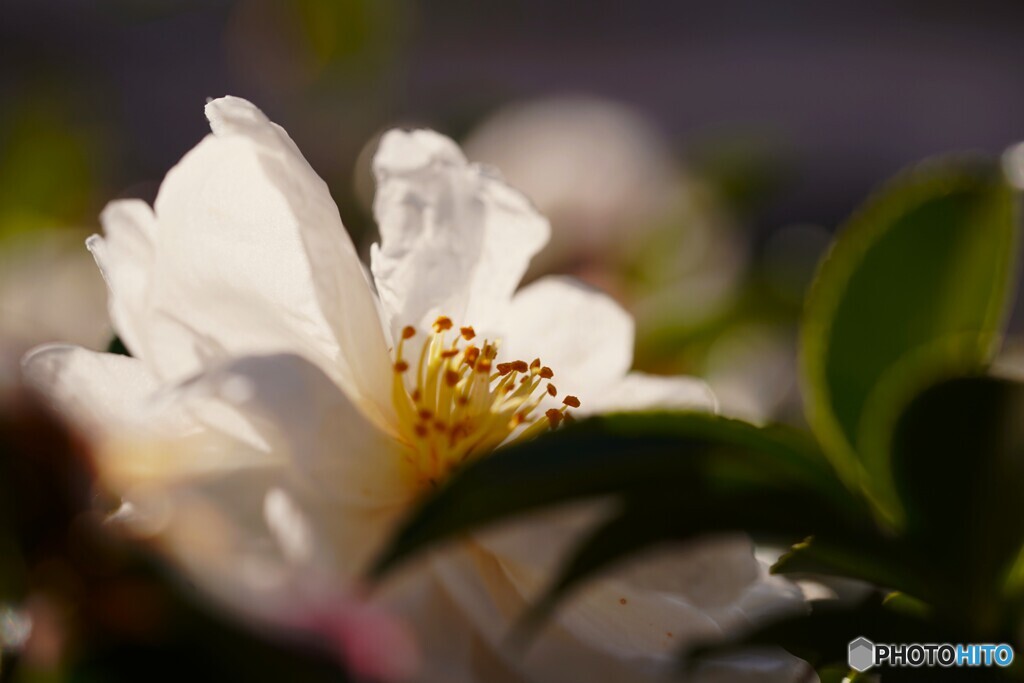 山茶花の季節～ⅱ