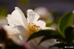 山茶花の季節～ⅱ