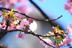 如月の桜～ⅹ