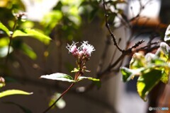 今時のベランダ花～ⅱ