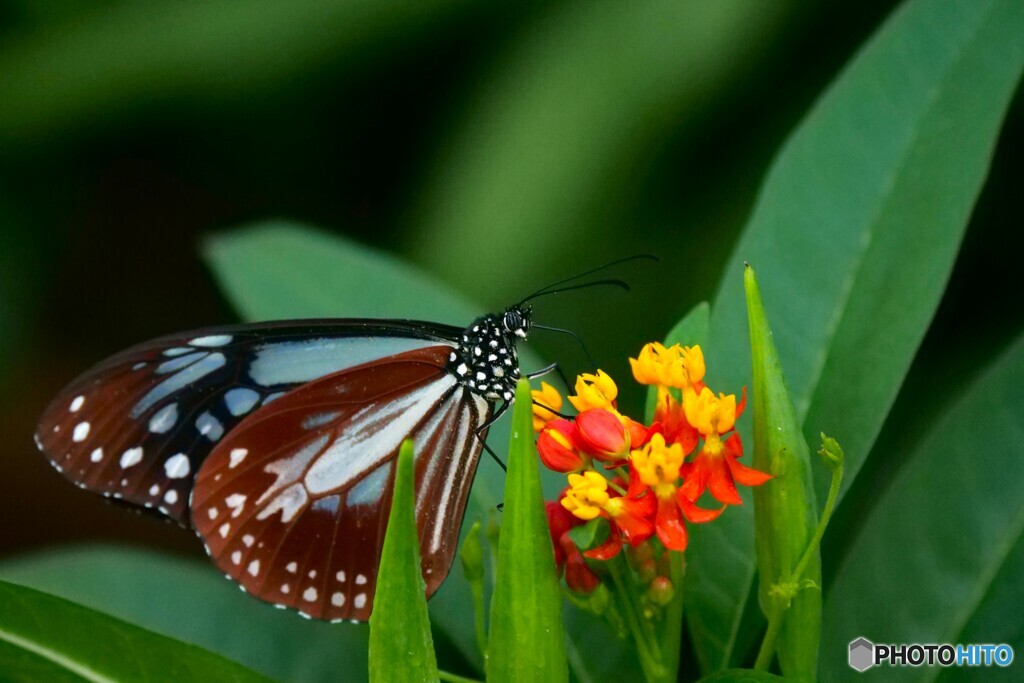 生物園２０２５～xviii