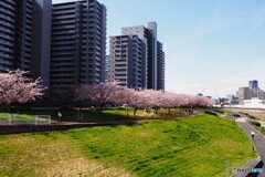 隅田川遊歩道の春