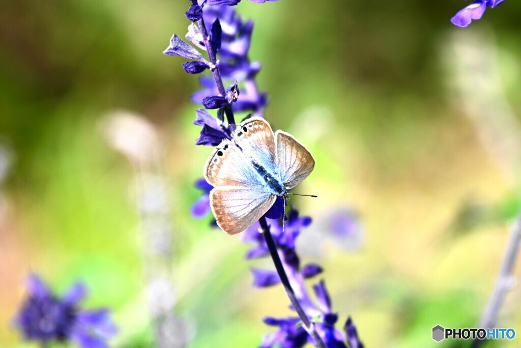 百花園へ行く前に～ⅲ