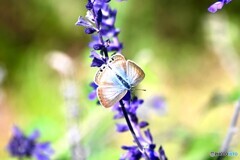 百花園へ行く前に～ⅲ