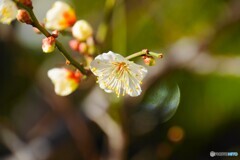 氏神様の白梅～ⅱ