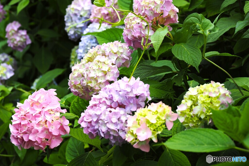梅雨時の華～ⅴ